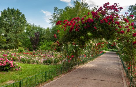 O nouă ediție de Weekend Sessions din 7 mai la Grădina Botanică din Capitală