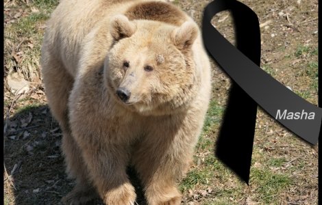 Ursoaica din Ucraina adusă recent la Sanctuarul de la Zărnești a murit