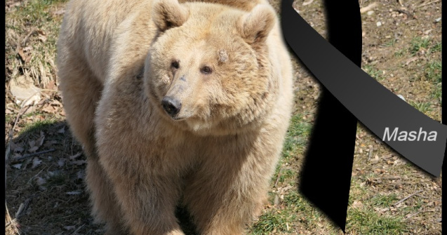 Ursoaica din Ucraina adusă recent la Sanctuarul de la Zărnești a murit