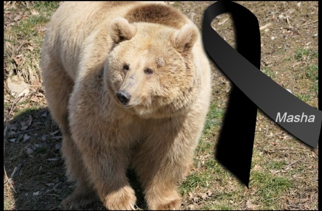 Ursoaica din Ucraina adusă recent la Sanctuarul de la Zărnești a murit 