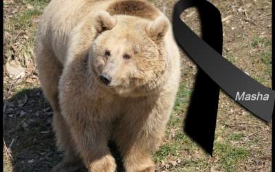 Ursoaica din Ucraina adusă...