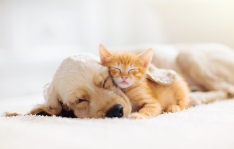 Noi sancțiuni pentru persoanele care aplică violența asupra animalelor