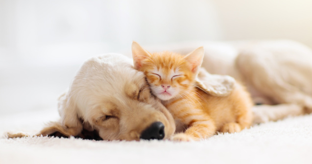 Noi sancțiuni pentru persoanele care aplică violența asupra animalelor