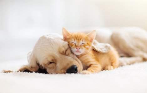 Noi sancțiuni pentru persoanele care aplică violența asupra animalelor