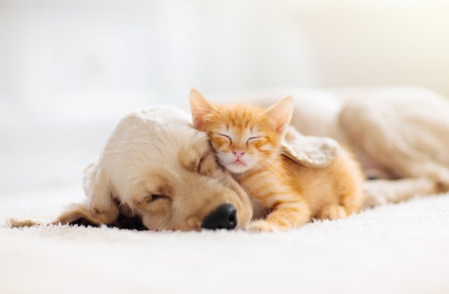 Noi sancțiuni pentru persoanele care aplică violența asupra animalelor