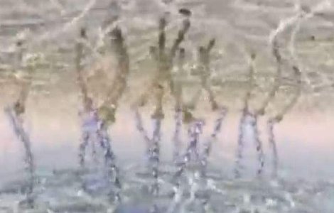  Video  Viata launtrica a celulei