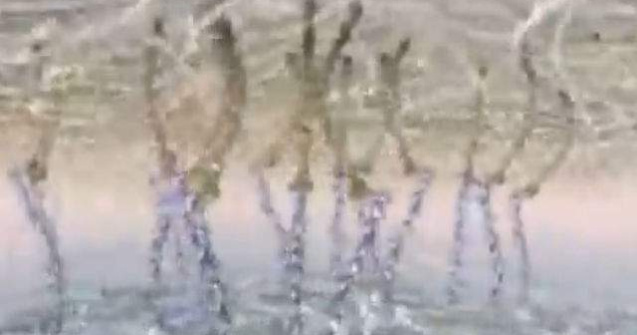  Video  Viata launtrica a celulei