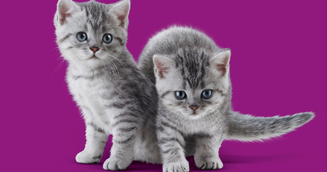 Numărul pisoilor adoptați a crescut de la începutul pandemiei