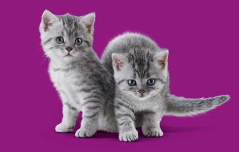 Numărul pisoilor adoptați a crescut de la începutul pandemiei