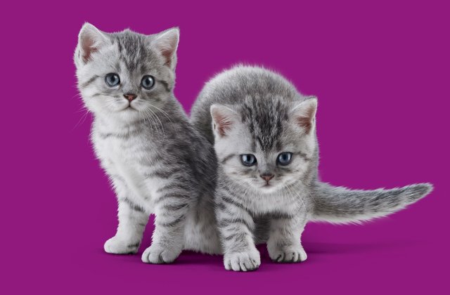 45% dintre gospodăriile din Rom&acirc;nia au &icirc;n grijă pisici, iar numărul pisoilor adoptați a crescut de la &icirc;nceputul pandemiei