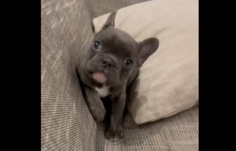 VIDEO Ministrul de Externe din Ucraina a adoptat un câine abandonat în Mariupol