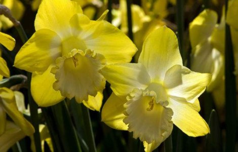 Aproape 1,5 milioane de romani isi serbeaza onomastica de Florii