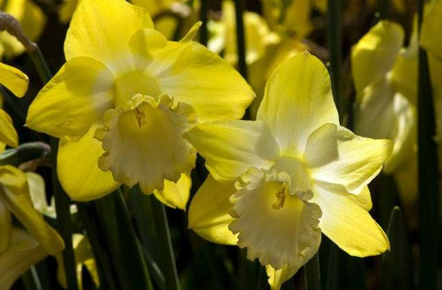 Aproape 1,5 milioane de romani isi serbeaza onomastica de Florii