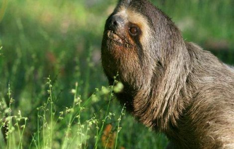  Video  Ce sunet scoate un pui de lenes