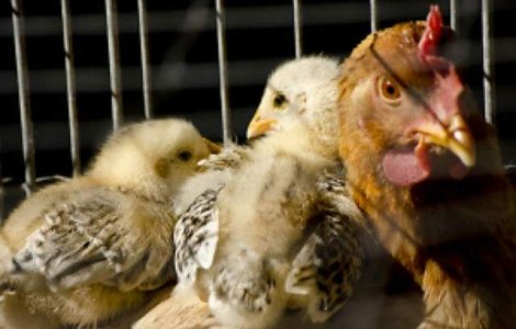 Alerta de gripa aviara: Peste 100 mii de pasari, sacrificate in Japonia