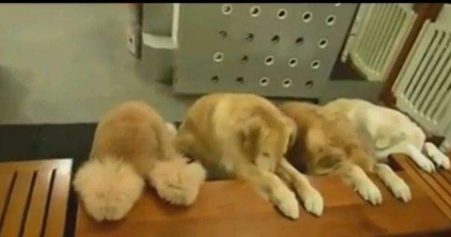  Video  Patru catei se roaga inainte sa manance