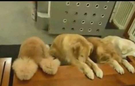  Video  Patru catei se roaga inainte sa manance