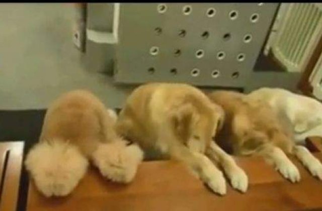 [VIDEO] Patru catei se roaga inainte sa manance