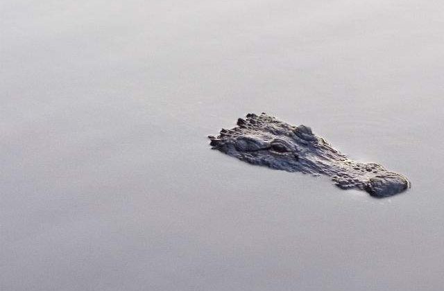 [VIDEO] Ce se intampla cand un aligator prinde un tipar electric