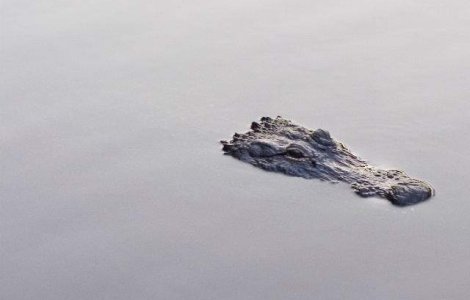  Video  Ce se intampla cand un aligator prinde un tipar electric