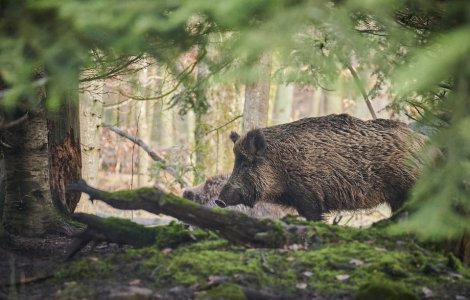 Porcul Putin de la o grădină Zoo din Bavaria a fost ”rebotezat”