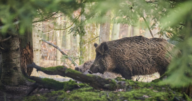 Porcul Putin de la o grădină Zoo din Bavaria a fost ”rebotezat”