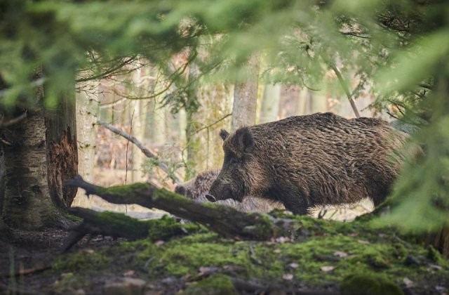 Porcul Putin de la o grădină Zoo din Bavaria a fost ”rebotezat”. Cum se numește acum