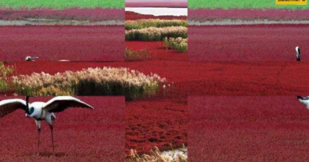  Video  Plaja Panjin, "paradisul rosu" din China