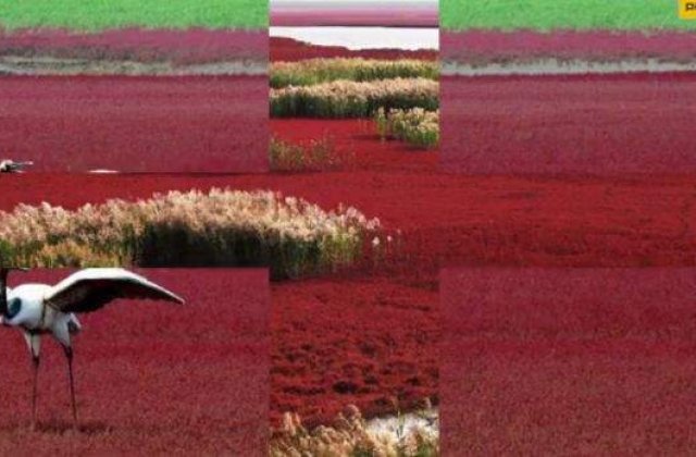 [VIDEO] Plaja Panjin, "paradisul rosu" din China