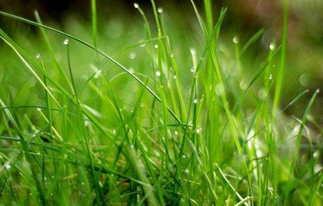 A fost descoperit scheletul celui mai vechi stramos al erbivorelor