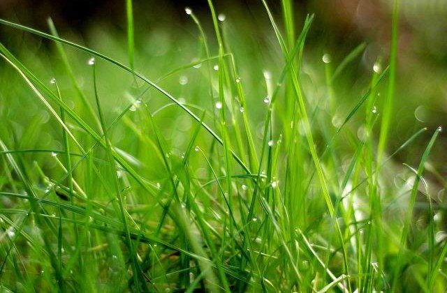 A fost descoperit scheletul celui mai vechi stramos al erbivorelor