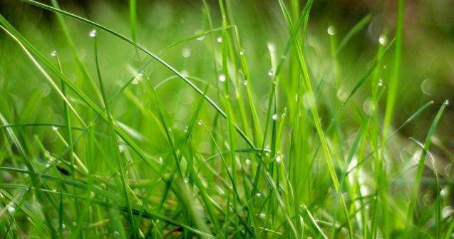 A fost descoperit scheletul celui mai vechi stramos al erbivorelor