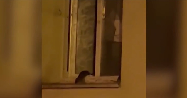 Un bărbat din Sectorul 1 crește șobolani în apartament. Vecinii sunt disperați: ”Omul nu este sănătos la cap!”