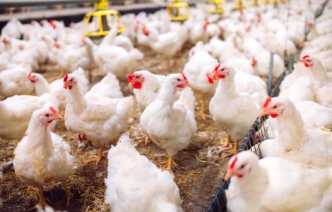 China a depistat primul caz de gripă aviară H3N8 la om