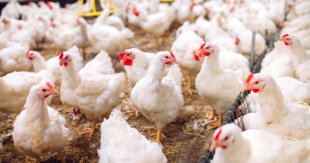 China a depistat primul caz de gripă aviară H3N8 la om