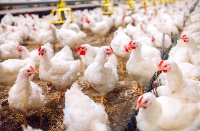 China a depistat primul caz de gripă aviară H3N8 la om