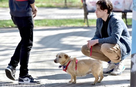 Amendă de 750 de euro pentru proprietarii de câini care nu curăță după aceștia (Franța)