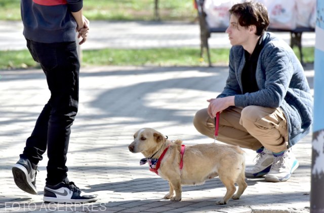 Amendă de 750 de euro pentru proprietarii de c&acirc;ini care nu curăță după aceștia (Franța) 