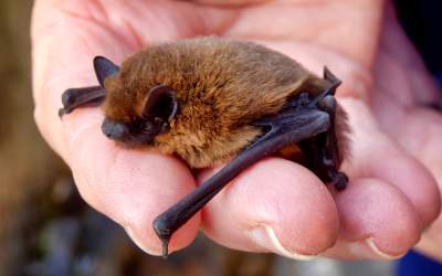 Record: un liliac de șapte...