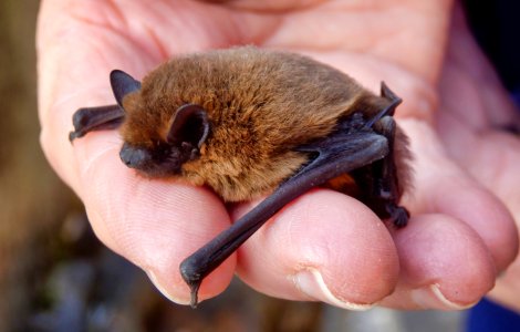 Record: un liliac de șapte grame a zburat 2.300 de kilometri