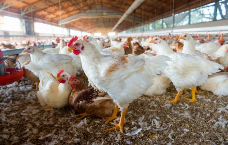 Incendiu în Arad: 7000 de păsări de la o fermă au ars