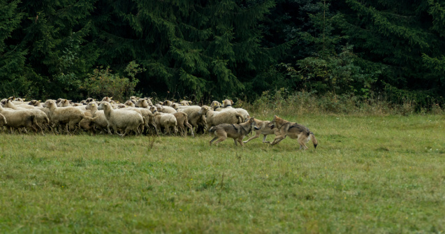 O haită de lupi au sfâșiat peste 120 de ovine la o stână din Alba