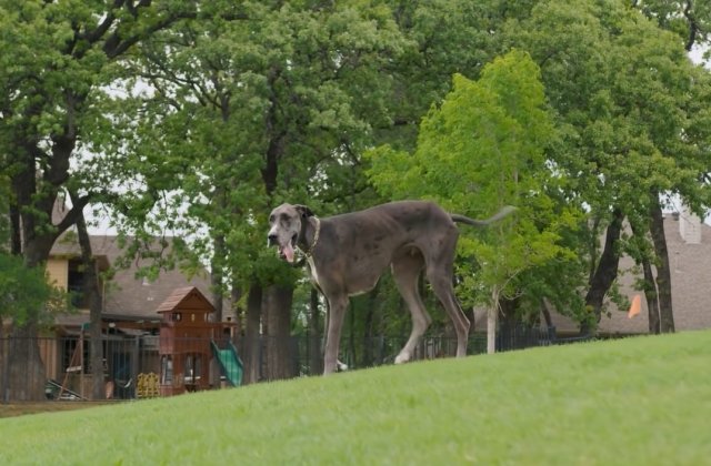 VIDEO Cel mai înalt câine din lume din Cartea Recordurilor. Ce înălțime măsoară patrupedul