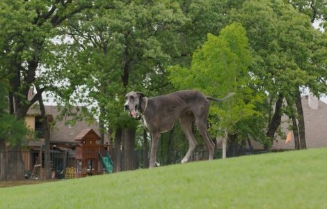 VIDEO Cel mai înalt câine din lume din Cartea Recordurilor. Ce înălțime are