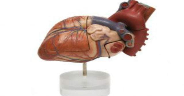  Top  Ziua Nationala a Inimii: Top 10 curiozitati despre cordul uman