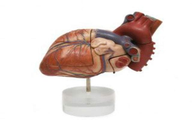 Ziua Nationala a Inimii: Top 10 curiozitati despre cordul uman