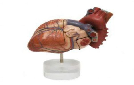  Top  Ziua Nationala a Inimii: Top 10 curiozitati despre cordul uman