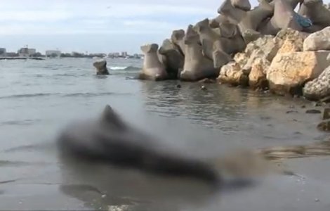 Delfinii din Marea Neagră mor pe plajele din Turcia sau Bulgaria 