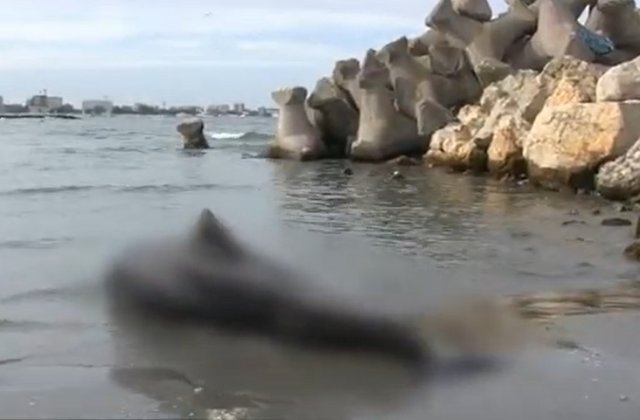 Războiul afectează și viața din adâncuri. De ce mor delfinii din Marea Neagră pe plajele din Turcia sau Bulgaria 