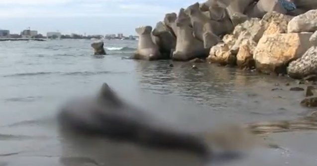 Delfinii din Marea Neagră mor pe plajele din Turcia sau Bulgaria 